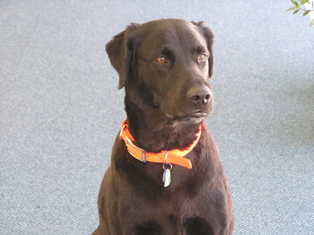 Buddy, our flat coat retriever