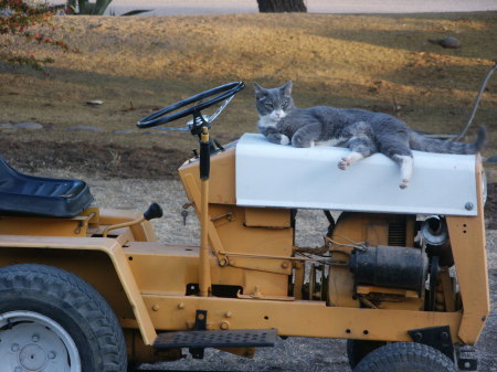 Milk Dud relaxes on the Tractor