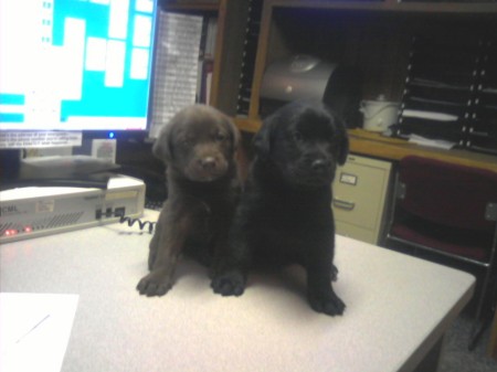 Our 2 new Lab puppies