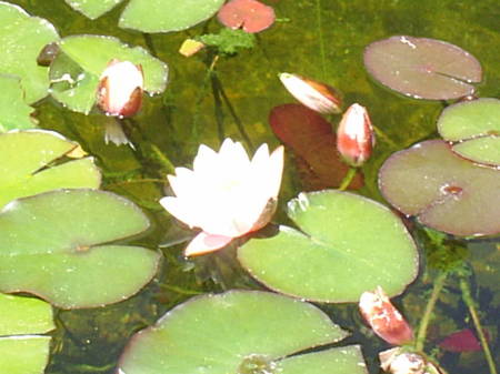 My koi pond Lily flowers