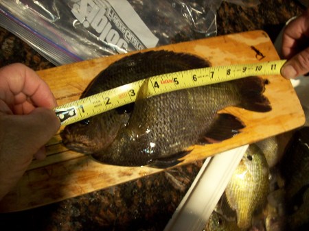 Bluegill