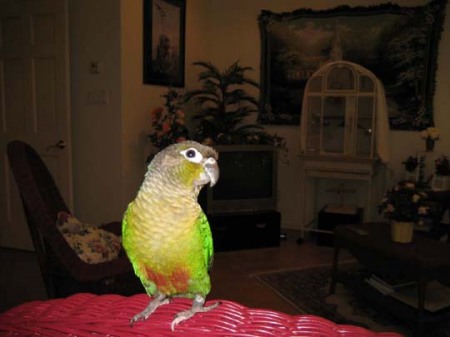 Cleo my bird!
