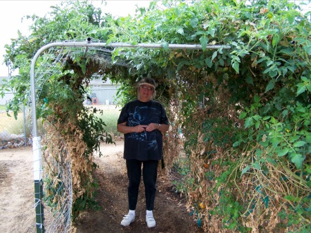 How to grow tomatoes on a desert.....