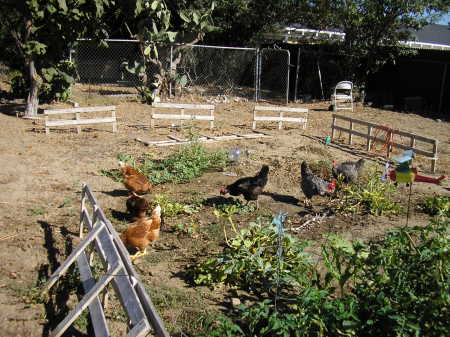 chickns in the garden