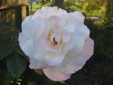 Pink/white rose