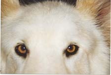 Wolf Eyes