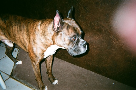 MY BOXER ROCKY PUD