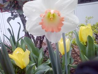 Daffodills and tulips