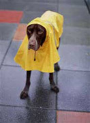 A Rainy Day on Cape Cod