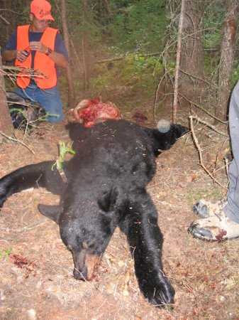 Canadian bear hunt in 2006