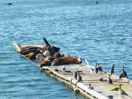 MY COUSINS SWIMMING IN THE BAY!!!!