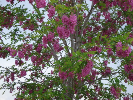 Purple Robe Locust Tree