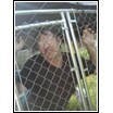 mike caged