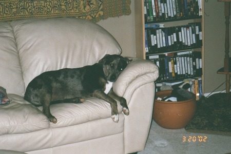 PEPPER   WAS OUR FIRST CATAHOULA