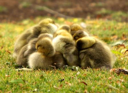 Group Cuddle