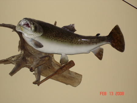 Brown Trout