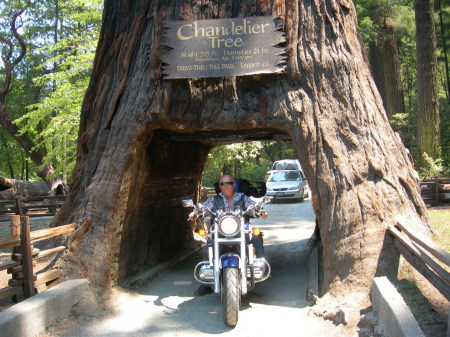 My husband, Larry, driving through the Redwood