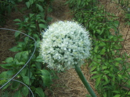 The Bloomin' Onion