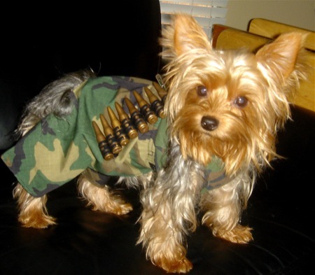 Private Fido ready for duty, SIR!!!