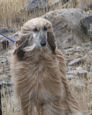 Standing in the Wind, Valmont Sept. 2005.