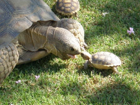 Desert Torts