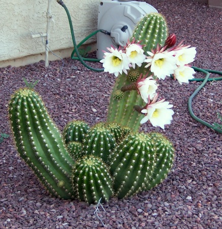 Argentine Giant cacti