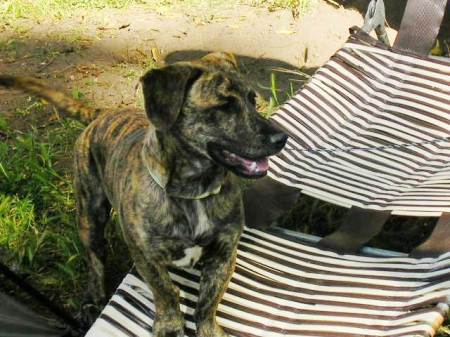 Noodles the Great guarding the campsite