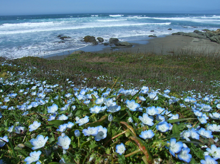 Northern CA coastline