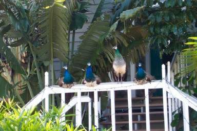 Peacock on Longboat Key Florida