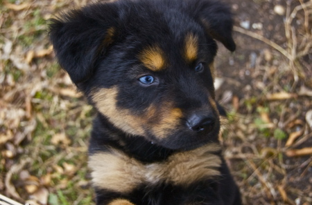 This is Buddy a Rotti/ Shepard Mix