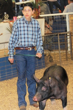 Eldest Son Show One of His Pigs in 2009