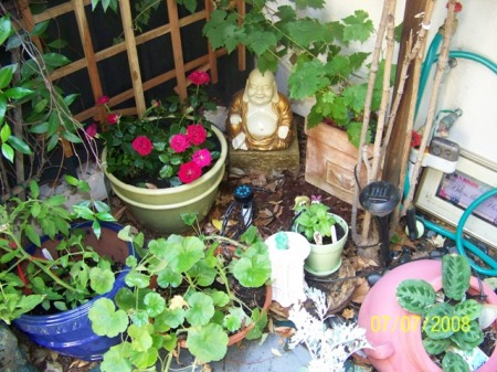 Part of my zen garden