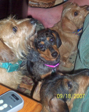 And My Dachshunds!!