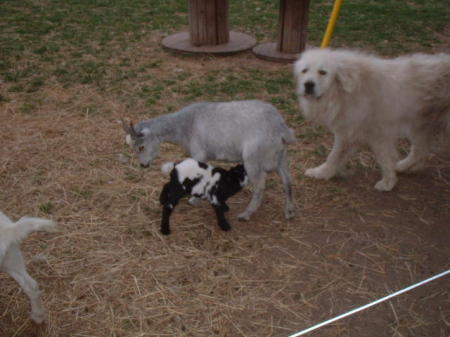 Ralph and goats