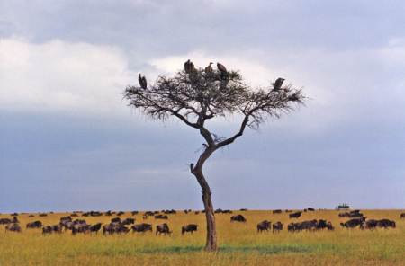 Vultures in tree (Kenya)