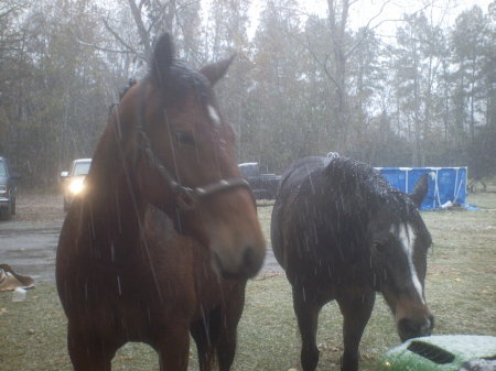 my horses