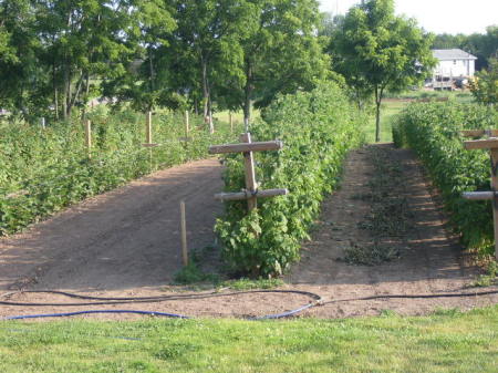 The berry patch