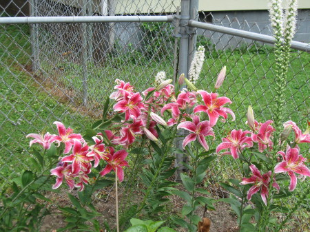 Stargazer lilies