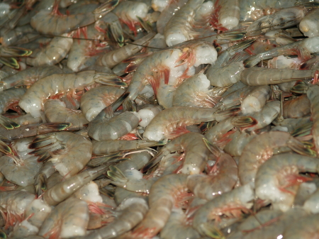 Fresh Shrimp, Anybody?