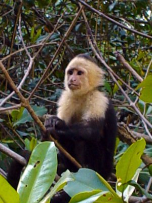 Monkey-%20Capuchin-Palo%20Seco%20II[1]