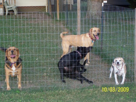 Natalie, Chico, Katie and Toby