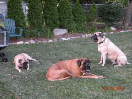 My dogs.  Maggie, Frank, Murphy
