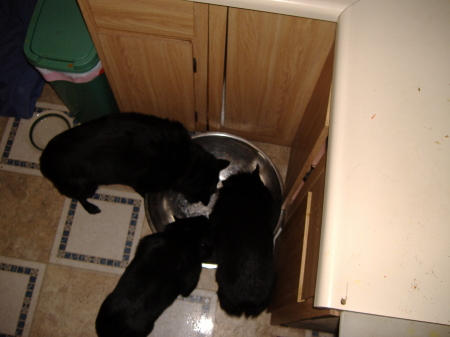 Cleaning the dogfood batch bowl