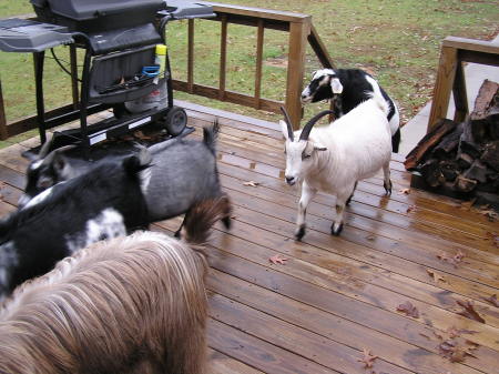 Goats 2008 005
