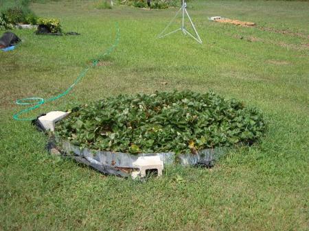 strawberry pyramid