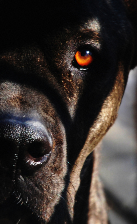 The protector, Harley, Cane Corso