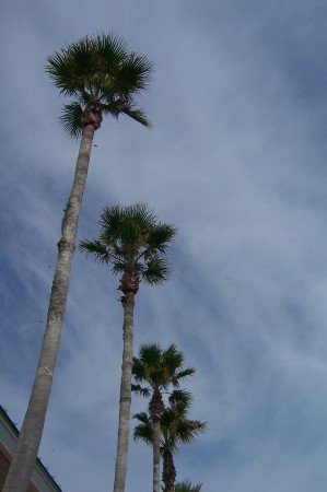 Palms in Mebourne, FL