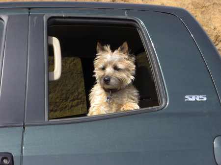 Newt in the truck