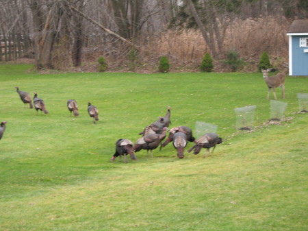 We'll miss the critters in Western NY-backyard