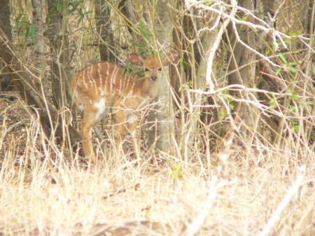 Lois Campbell's album, Zulu Natal South Africa 2009